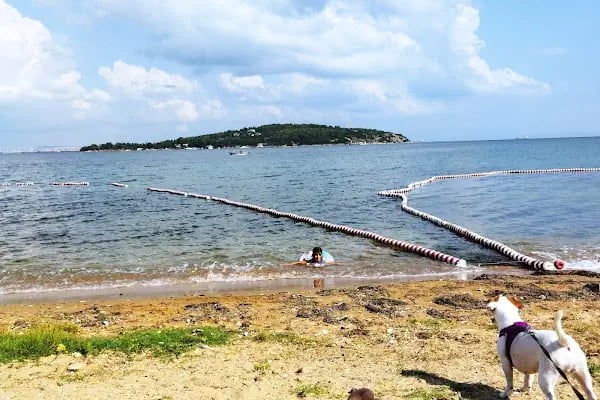 Calanthe Büyükada - Resim 6