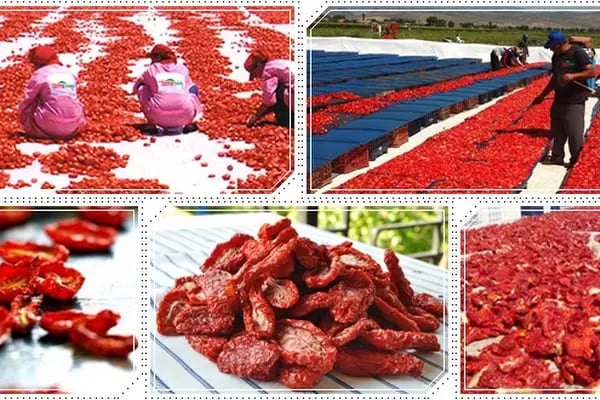 EGE TERRA GIDA TARIM SANAYİ TİCARET LTD. ŞTİ. - Resim 6