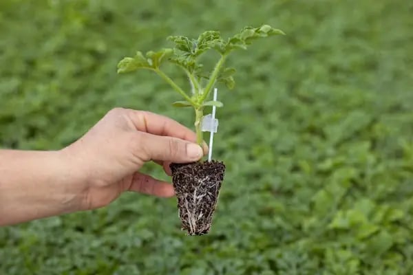 EGE TERRA GIDA TARIM SANAYİ TİCARET LTD. ŞTİ. - Resim 2