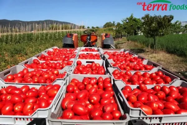 EGE TERRA GIDA TARIM SANAYİ TİCARET LTD. ŞTİ. - Resim 8