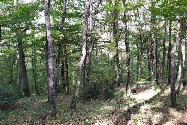 Irmak Tabiat Parkı - Resim 17