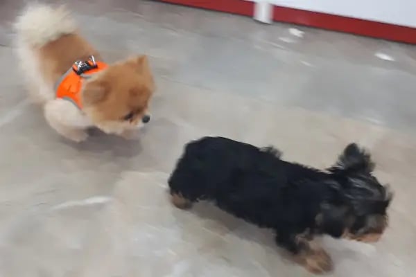 Hadımköy veteriner kliniği - Resim 4
