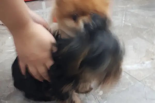 Hadımköy veteriner kliniği - Resim 16