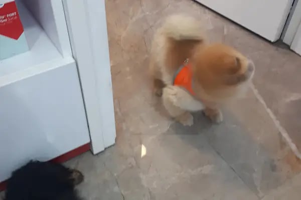 Hadımköy veteriner kliniği - Resim 13