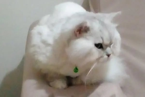 Hadımköy veteriner kliniği - Resim 10