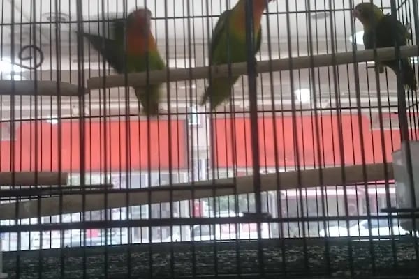 Elit Petshop İstiklal Şubesi - Resim 13
