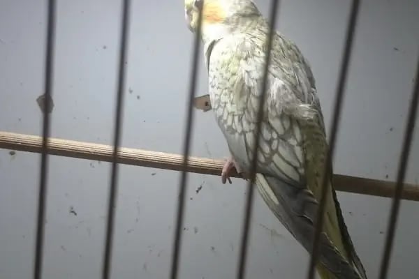 Elit Petshop İstiklal Şubesi - Resim 11