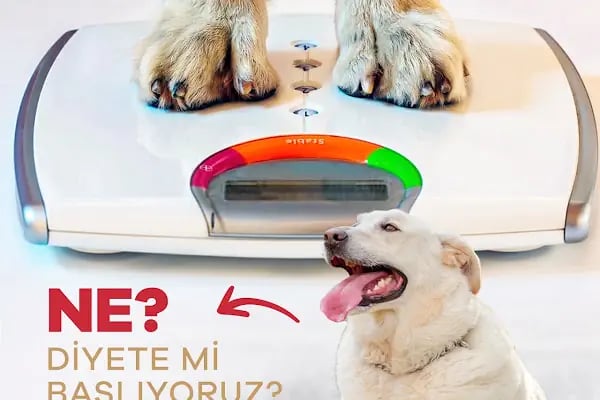 Elit Petshop İstiklal Şubesi - Resim 16