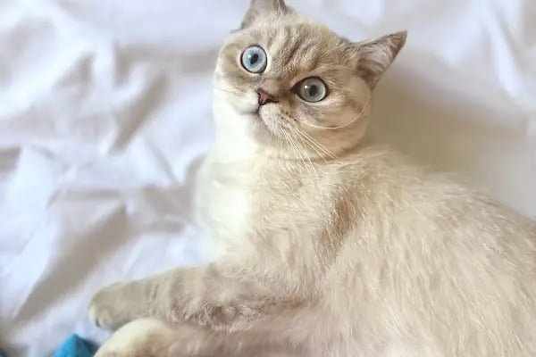 Adana VetZone Veteriner Kliniği - Resim 4