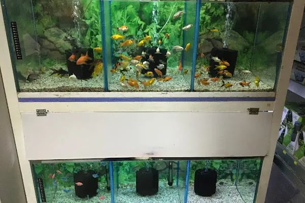 STAR PETSHOP - Resim 11