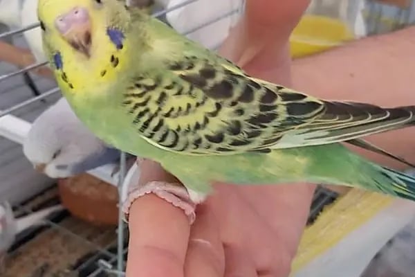 Lutino Pet Shop Evcil Hayvan Malzemeleri - Resim 9