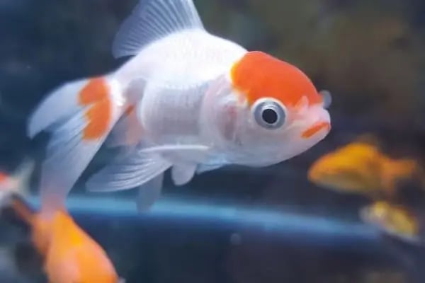 Lutino Pet Shop Evcil Hayvan Malzemeleri - Resim 5