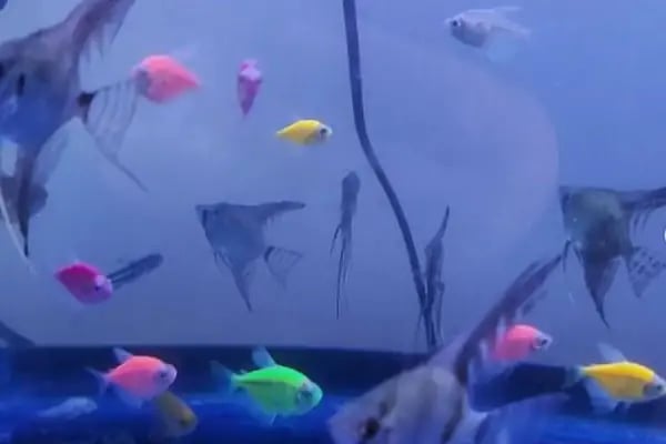 Lutino Pet Shop Evcil Hayvan Malzemeleri - Resim 11