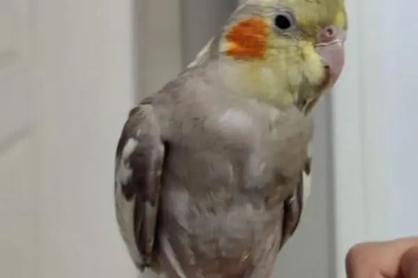 Lutino Pet Shop Evcil Hayvan Malzemeleri - Resim 7