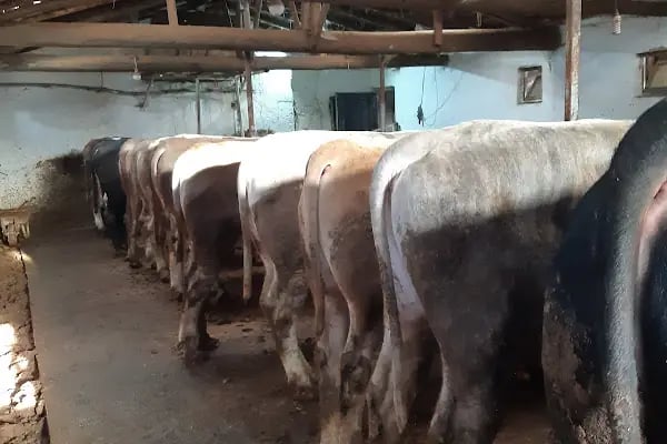 KÖSE BESİ ÇİFTLİĞİ - Resim 14
