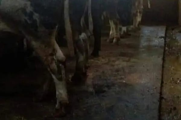 KÖSE BESİ ÇİFTLİĞİ - Resim 8