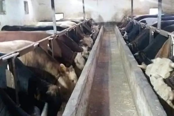 KÖSE BESİ ÇİFTLİĞİ - Resim 9