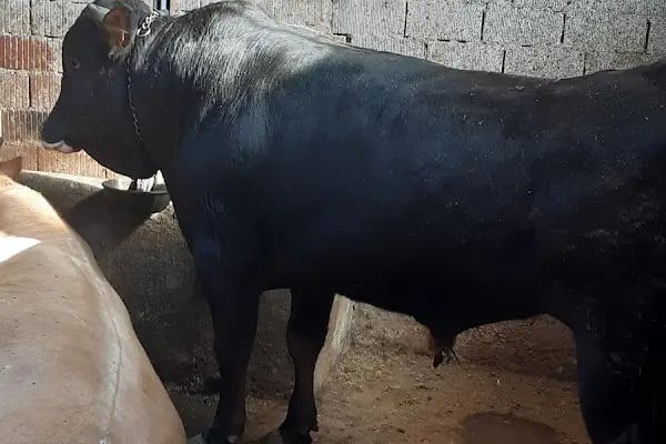 KÖSE BESİ ÇİFTLİĞİ - Resim 11