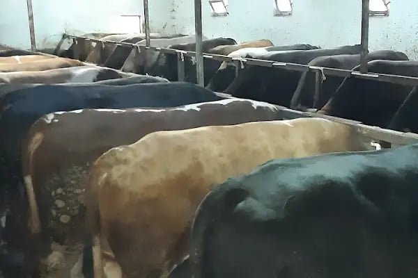 KÖSE BESİ ÇİFTLİĞİ - Resim 19