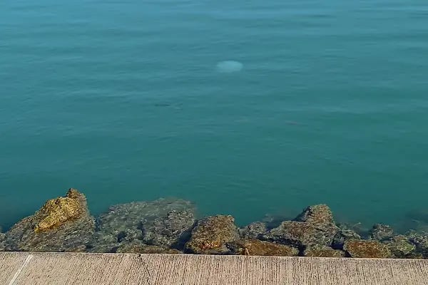 Mersin Marina - Resim 11