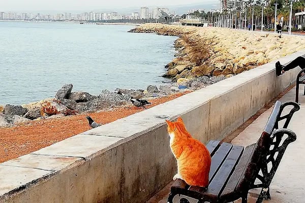 Mersin Tenis Yelken ve Yüzme Kulubü - Resim 10