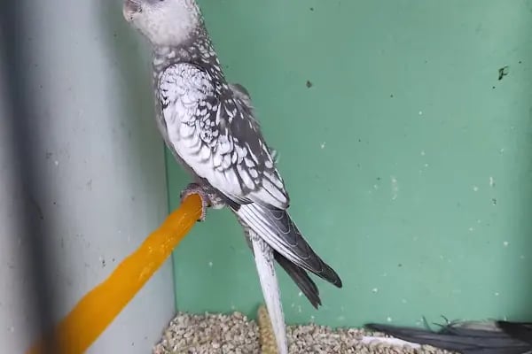 İDİL PET MARKET-PETSHOP-ÇUKURÇAYIR ALO MAMA - Resim 4