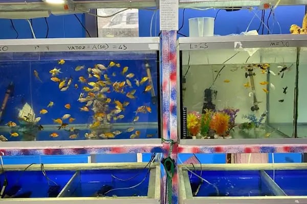 İDİL PET MARKET-PETSHOP-ÇUKURÇAYIR ALO MAMA - Resim 14