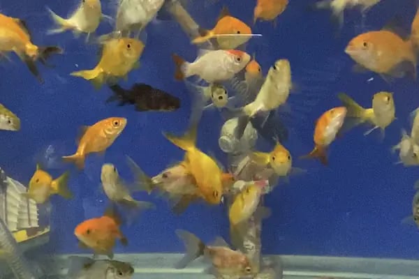 İDİL PET MARKET-PETSHOP-ÇUKURÇAYIR ALO MAMA - Resim 20