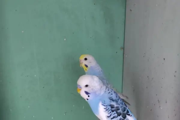 İDİL PET MARKET-PETSHOP-ÇUKURÇAYIR ALO MAMA - Resim 19