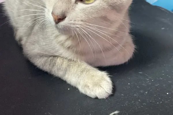 İDİL PET MARKET-PETSHOP-ÇUKURÇAYIR ALO MAMA - Resim 5