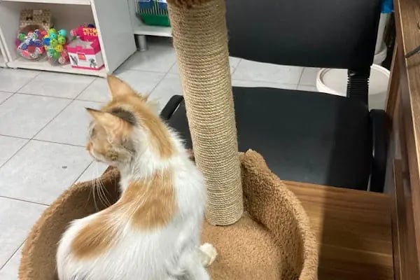 Pet malzemecim petshop - Resim 3