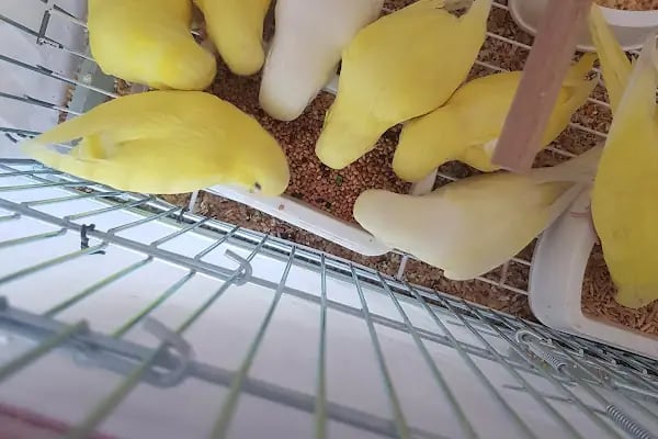 taşdemir petshop - Resim 18
