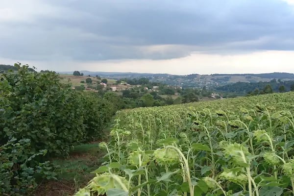 Sakarya Araba Pazarı - Adapazari oto pazarı - Resim 19
