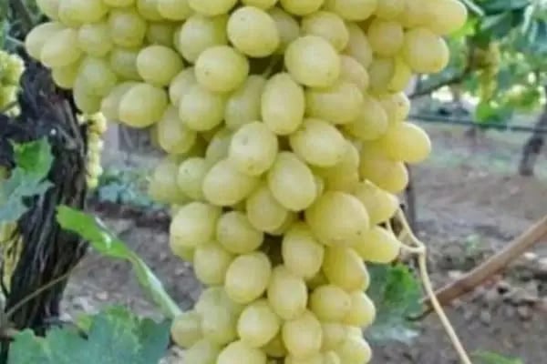 Bayraklı Sultaniye Yaprak - Resim 1