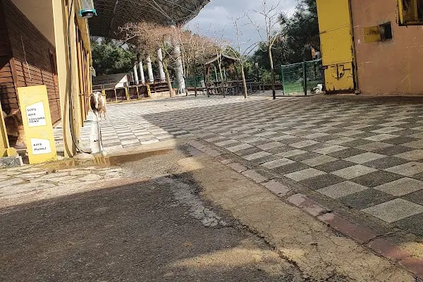 Gebze Belediyesi Atlı Eğitim Merkezi - Resim 17