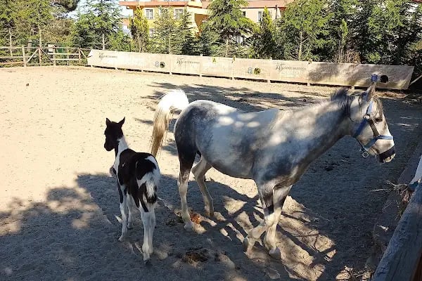 Gebze Belediyesi Atlı Eğitim Merkezi - Resim 18