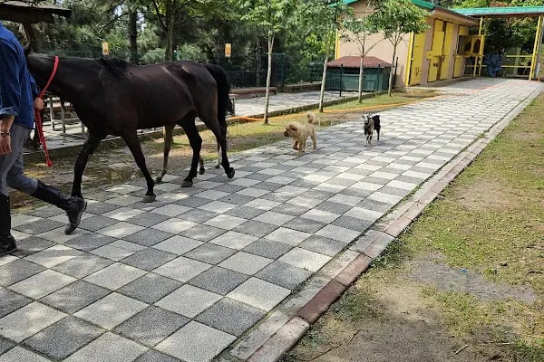 Gebze Belediyesi Atlı Eğitim Merkezi - Resim 14