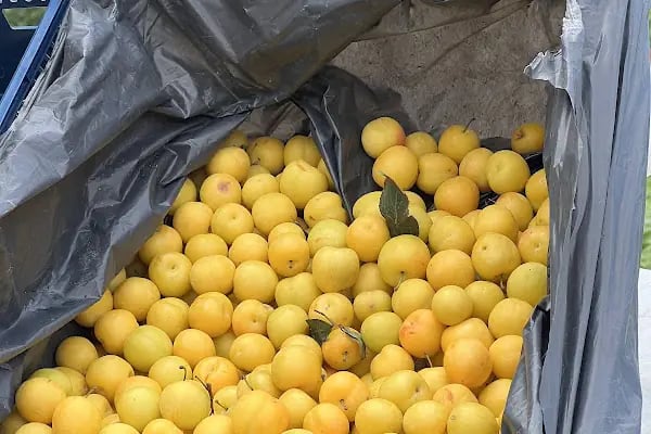 Elmaslar meyve ve sebze çeşitleri - Resim 5