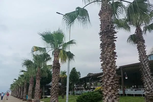 Akçaabat Yelken Kulübü - Resim 15