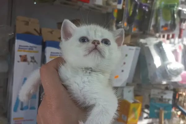 altıntaş petshop - Resim 11