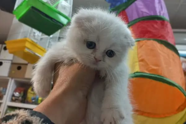 altıntaş petshop - Resim 14