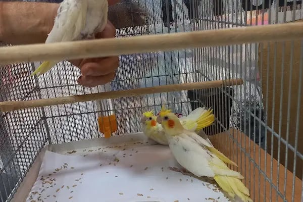 altıntaş petshop - Resim 5