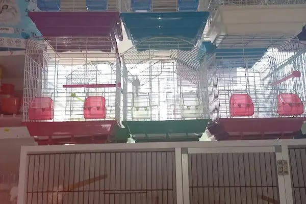 altıntaş petshop - Resim 2