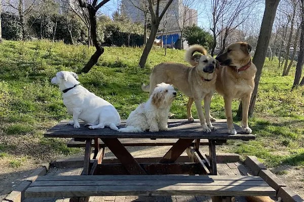 Aura Veteriner Kliniği - Resim 4