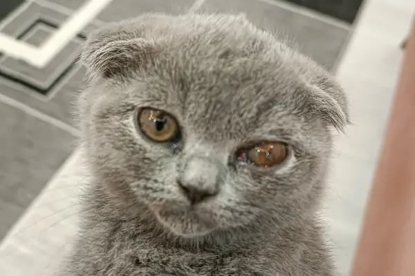 Aura Veteriner Kliniği - Resim 6