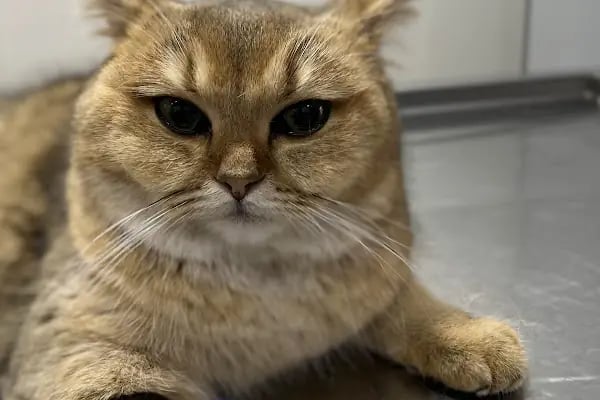 Aura Veteriner Kliniği - Resim 3