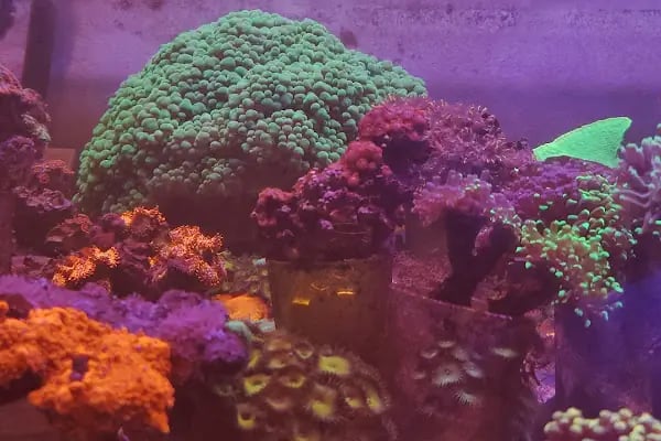REEF DREAMS AKVARYUM - Resim 8