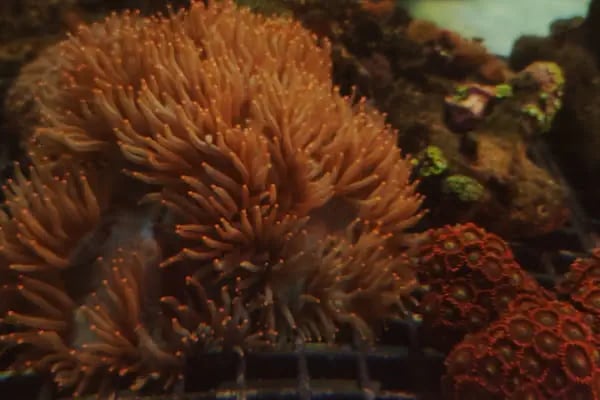 REEF DREAMS AKVARYUM - Resim 13