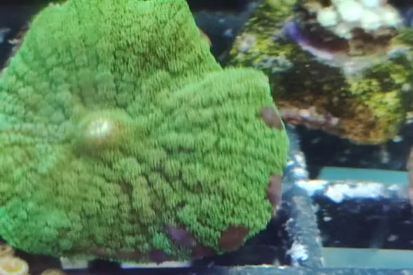REEF DREAMS AKVARYUM - Resim 20