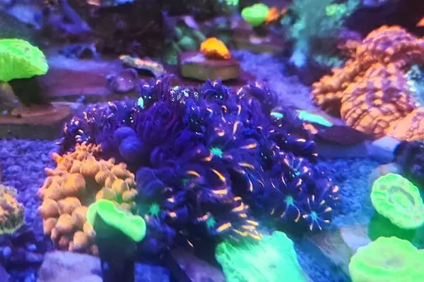 REEF DREAMS AKVARYUM - Resim 18